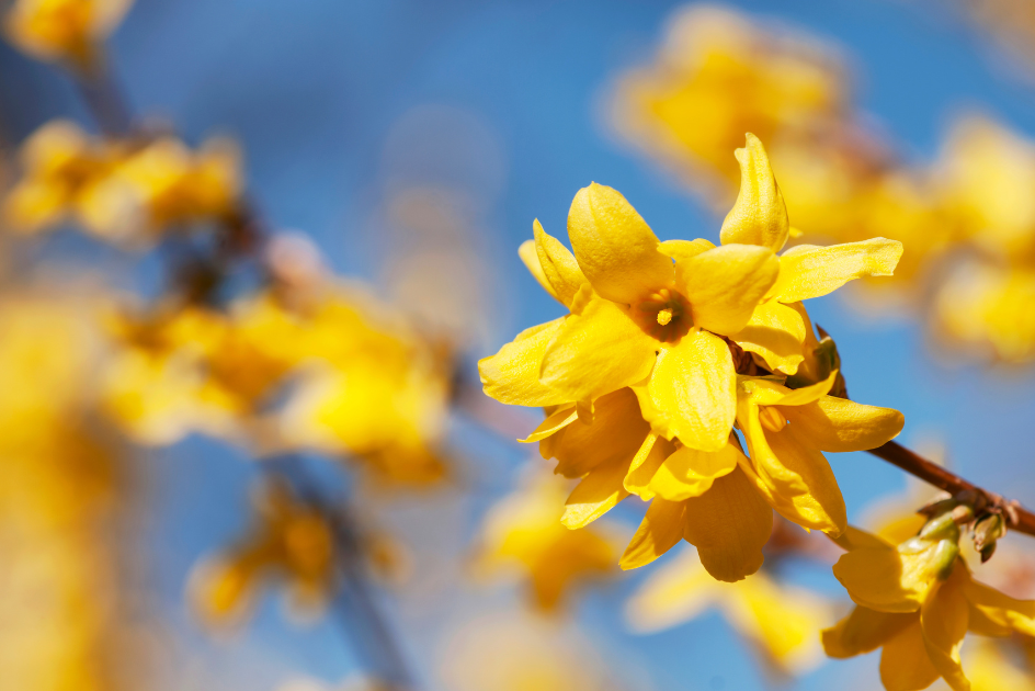 Yellow forsythia